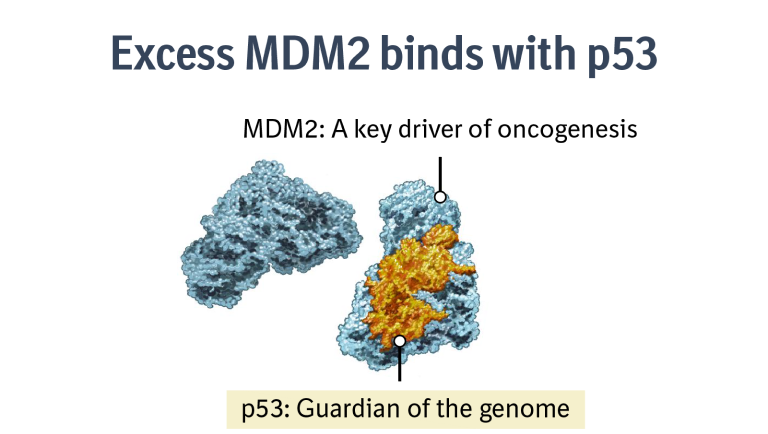 Diagram showing excess MDM2 disrupting p53, the guardian of the genome, leading to uncontrolled cell proliferation in Dedifferentiated liposarcoma (DDLPS Cancer). 