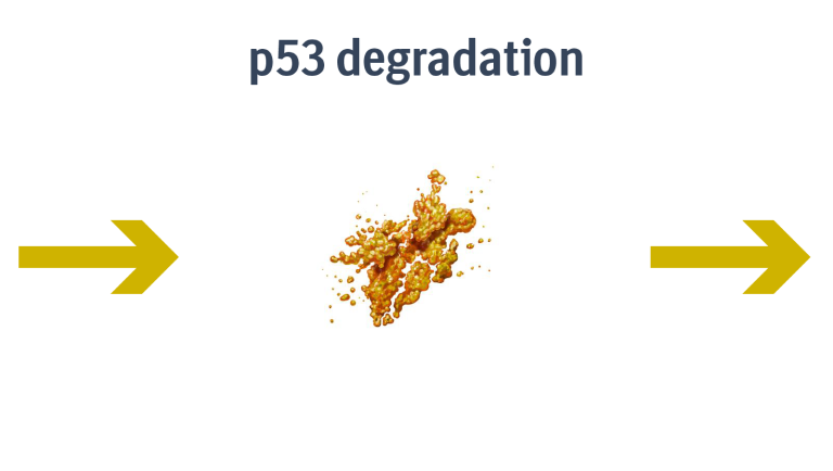 Diagram showing excess MDM2 disrupting p53, the guardian of the genome, leading to uncontrolled cell proliferation in Dedifferentiated liposarcoma (DDLPS Cancer). 